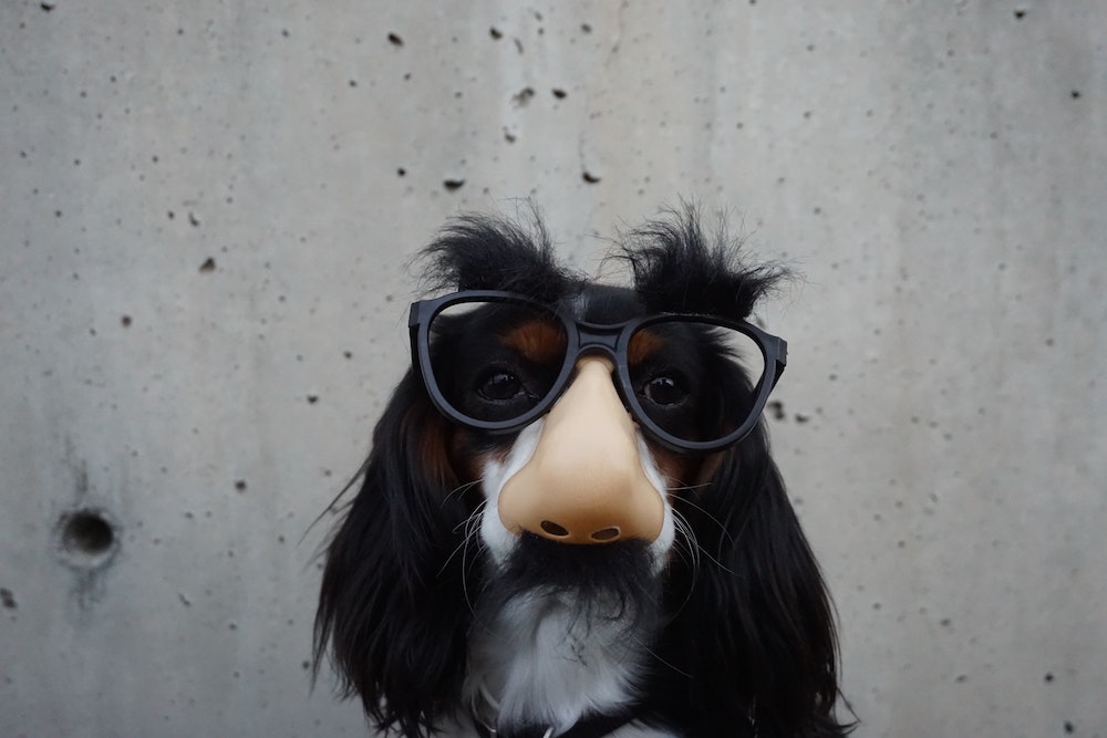 A dog wearing a funny fake nose and glasses